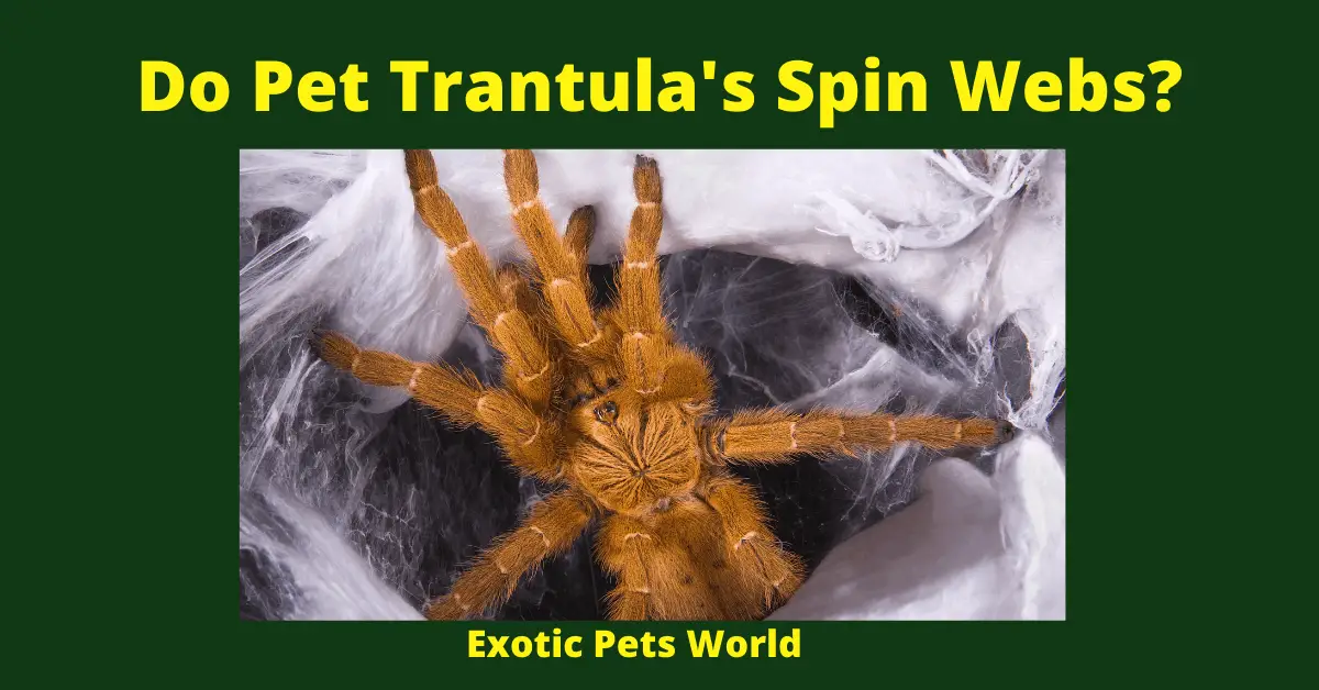 Do Pet Trantula's Make Spider Webs_ (2)