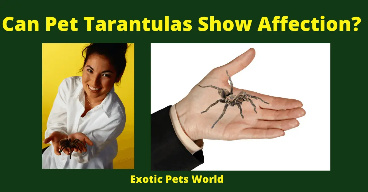 Can Pet Tarantulas Show Affection