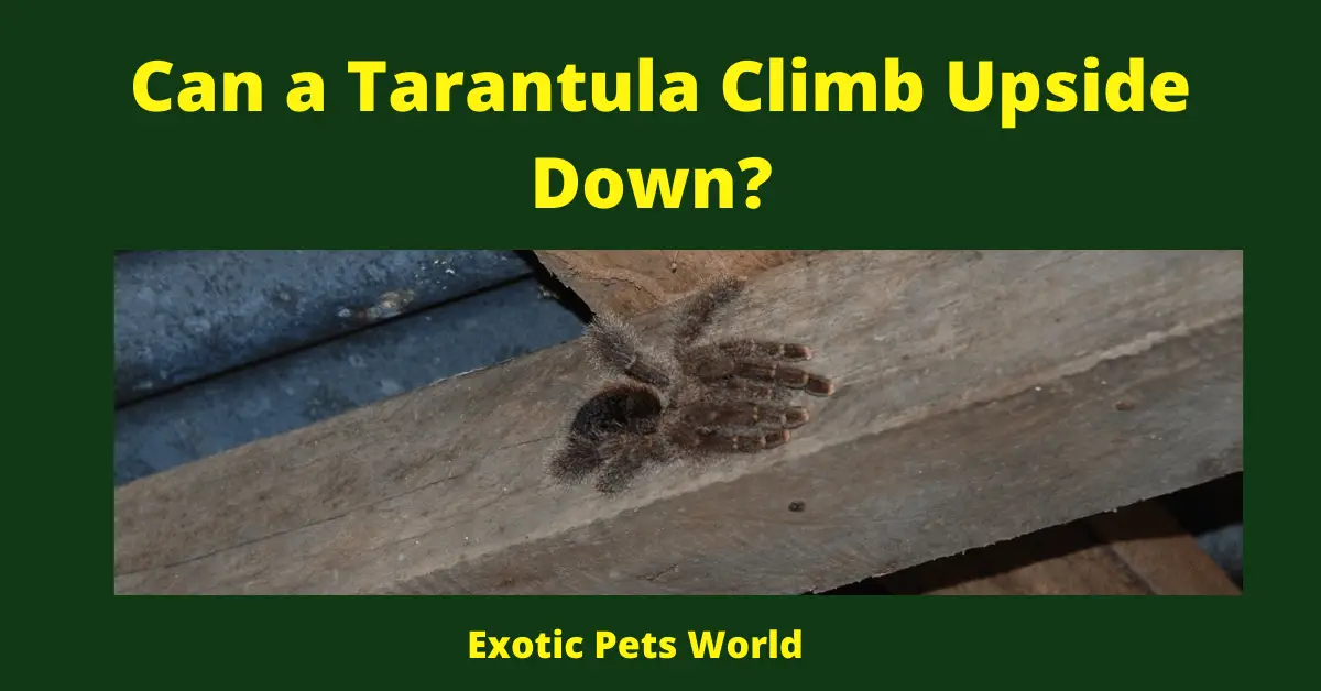 Tarantula's climbing