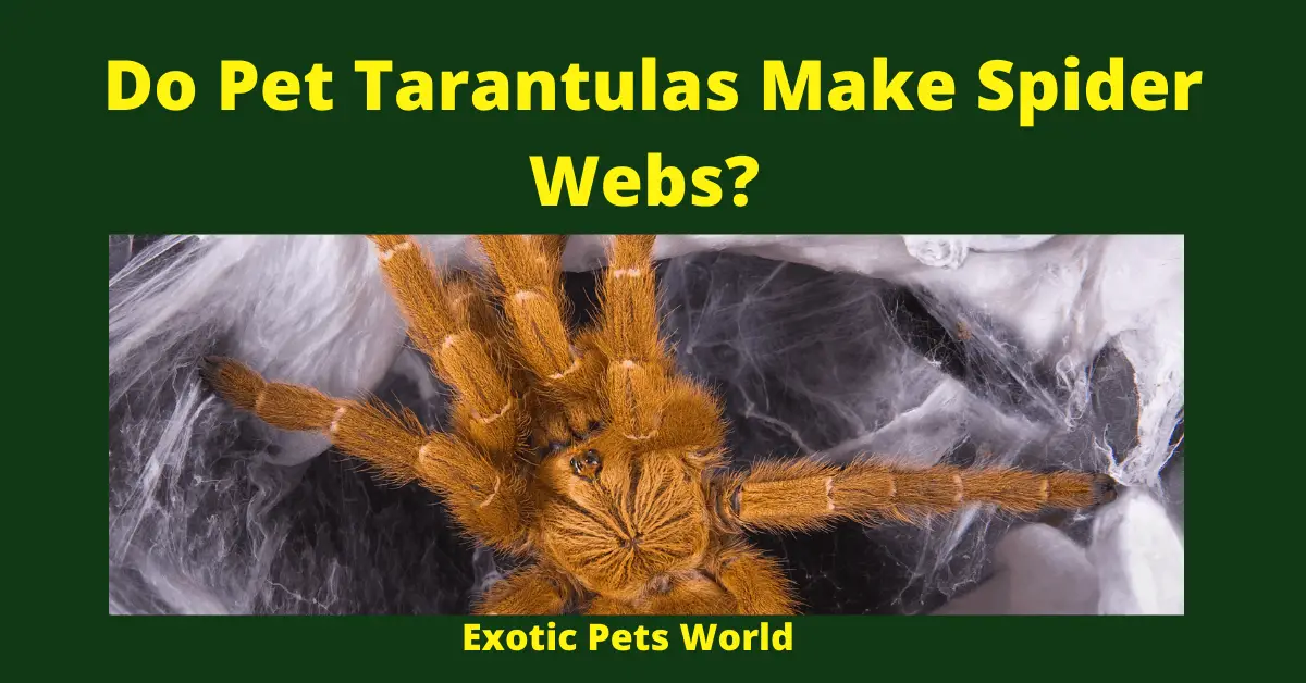 Do Pet Tarantulas Make Spider Webs
