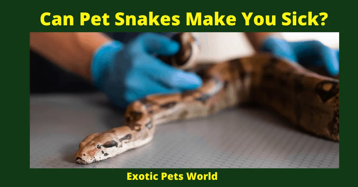 Can Pet Snakes Make You Sick_