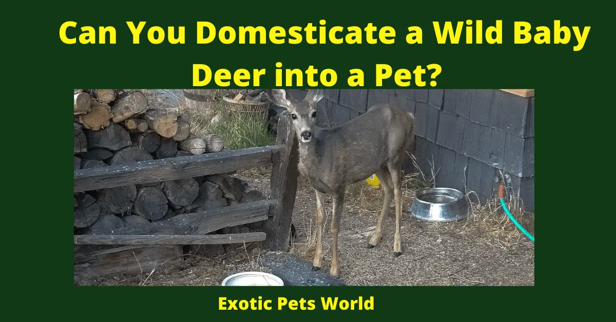 Can You Domesticate a Wild Baby Deer into a Pet