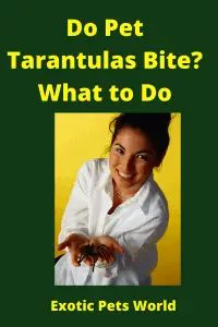  Do Pet Tarantulas Bite_ What to Do