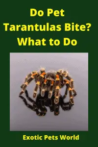  Do Pet Tarantulas Bite_ What to Do