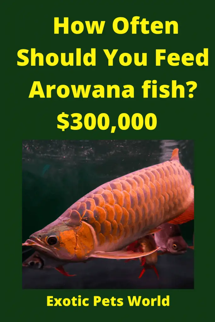 How Often Should You Feed Arowana Fish? $300,000 / Dragonfish - Exotic Pets World