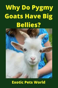  Why Do Pygmy Goats Have Big Bellies_