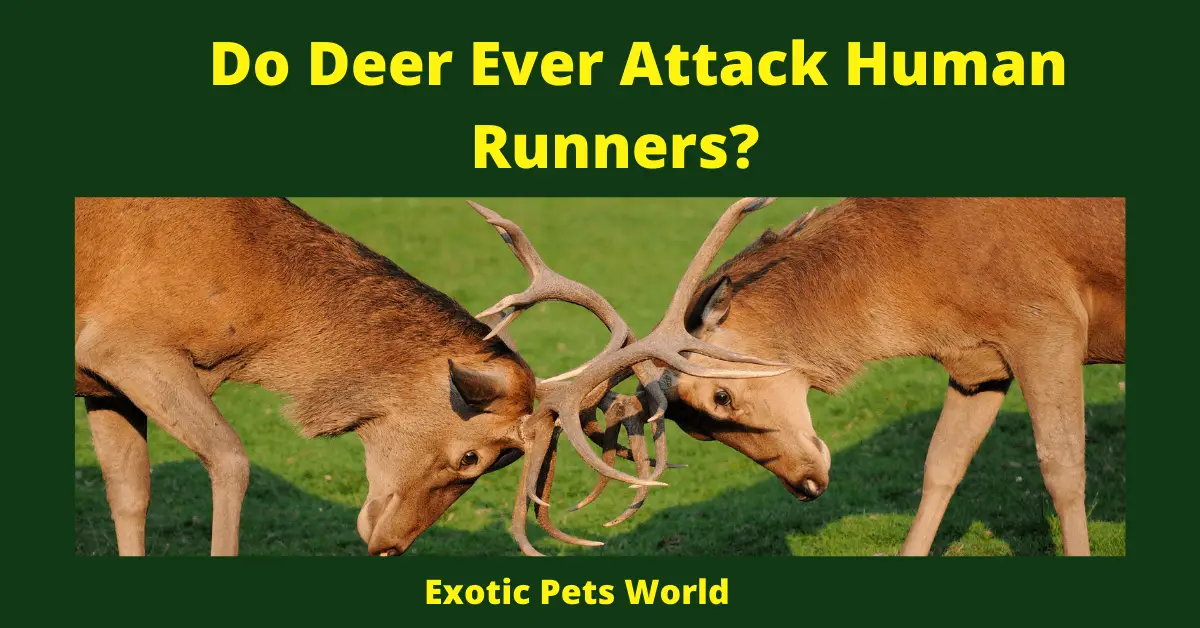 Do Deer Ever Attack Human Runners_
