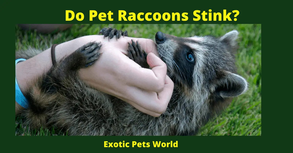 Do Pet Raccoons Stink_