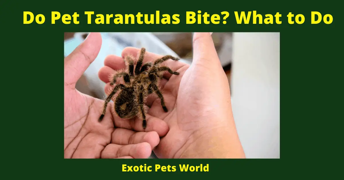Do Pet Tarantulas Bite_ What to Do