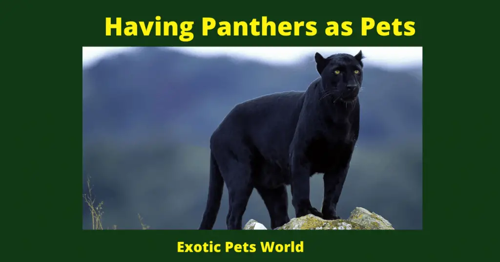 Having Panthers as Pets – Exotic Pets World