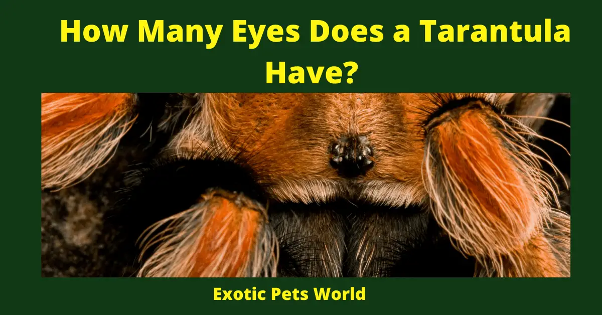 How Many Eyes Does a Tarantula Have