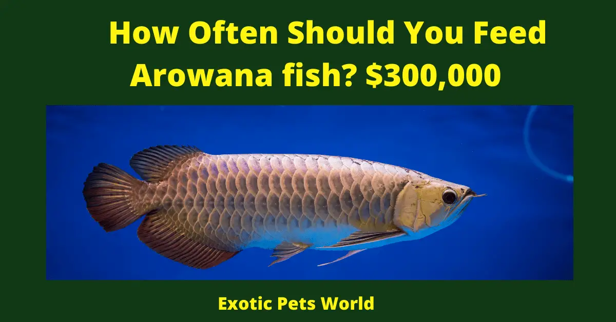 How Often Should You Feed Arowana fish_ $300,000