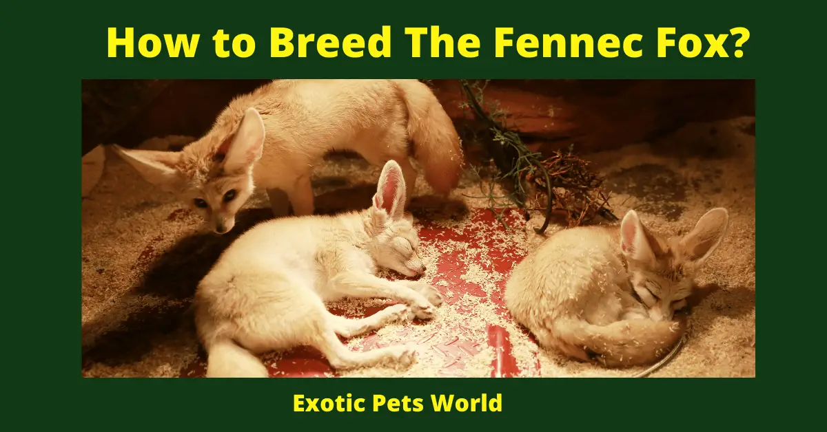 How to Breed The Fennec Fox