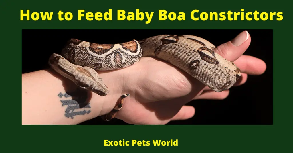 baby boa constrictor
