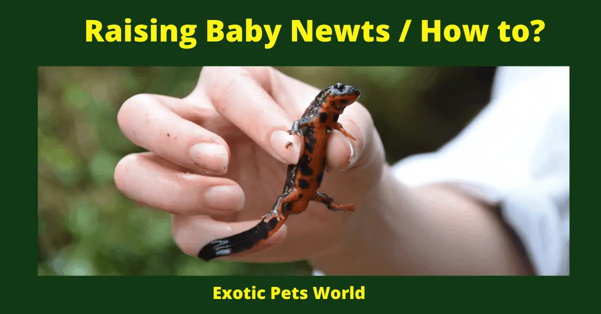 Raising Baby Newts