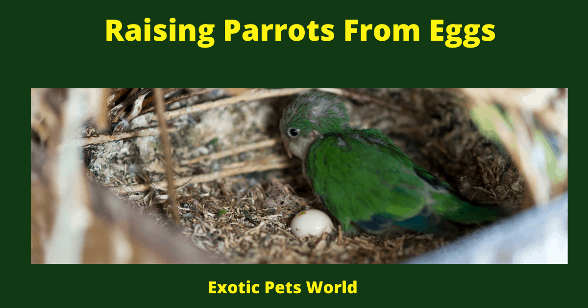 Raising Parrots From Eggs