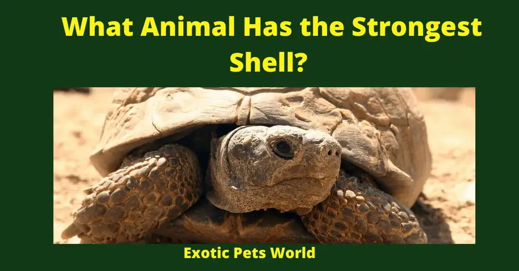 What Animal Has the Strongest Shell? – Exotic Pets World