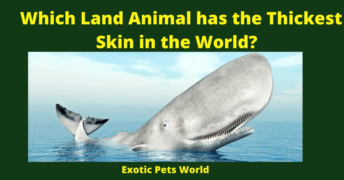 Which Land Animal has the Thickest Skin in the World?
