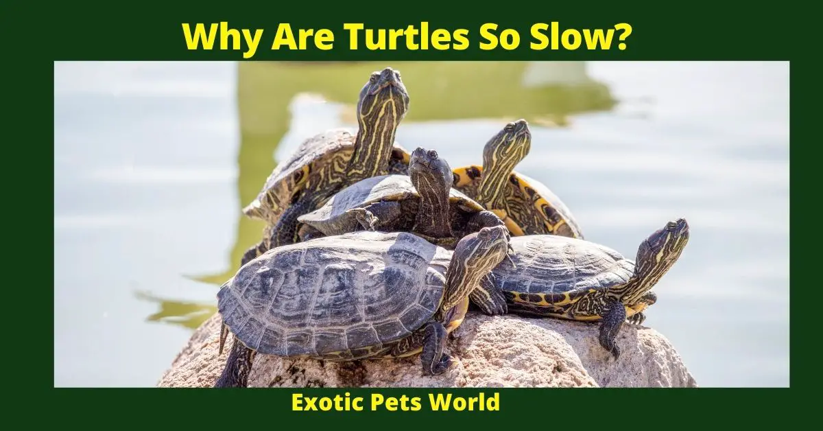 Why Are Turtles So Slow?