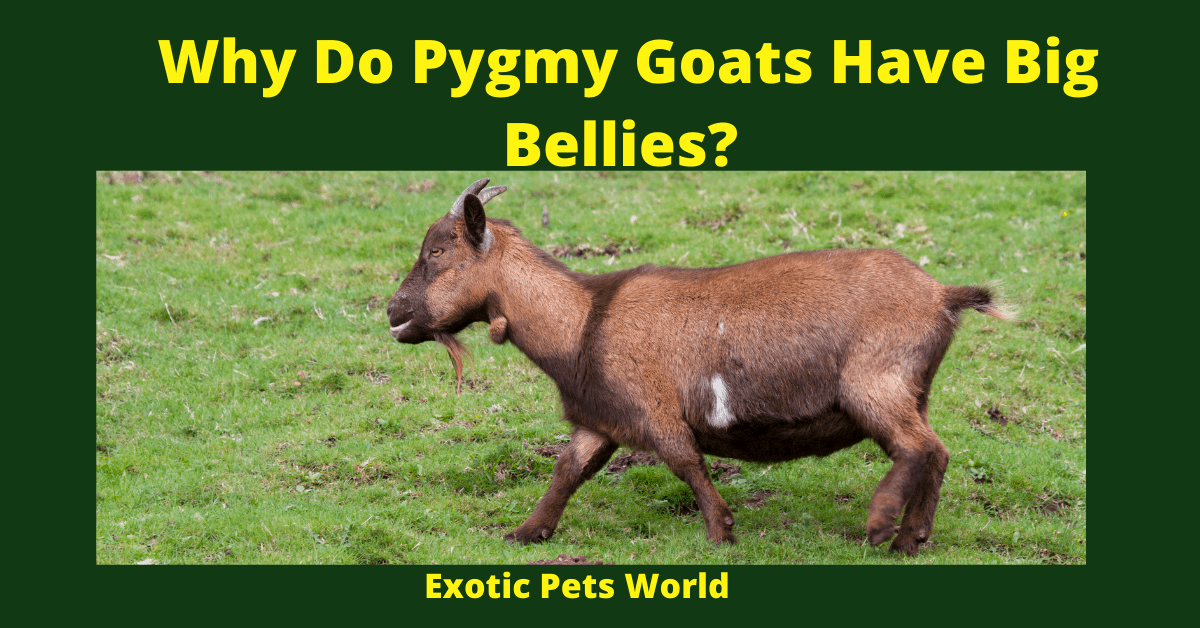 Why Do Pygmy Goats Have Big Bellies?