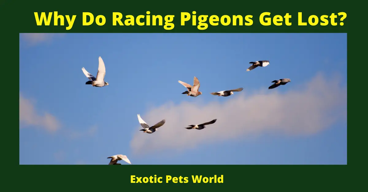 Why Do Racing Pigeons Get Lost