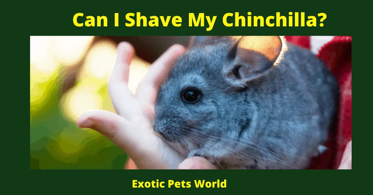 Can I Shave My Chinchilla?