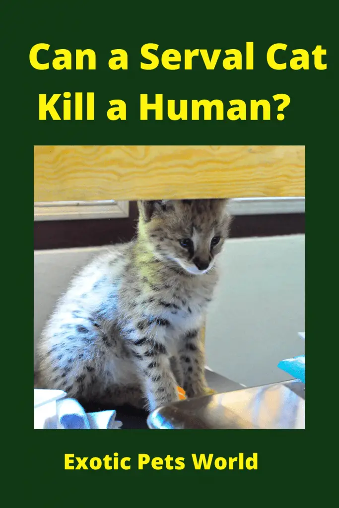 Can A Serval Cat Kill A Human? Exotic Pets World