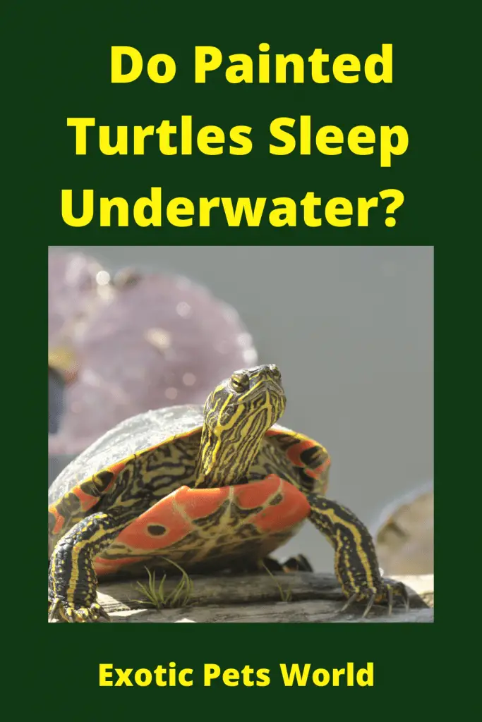 Do Painted Turtles Sleep Underwater? – Exotic Pets World