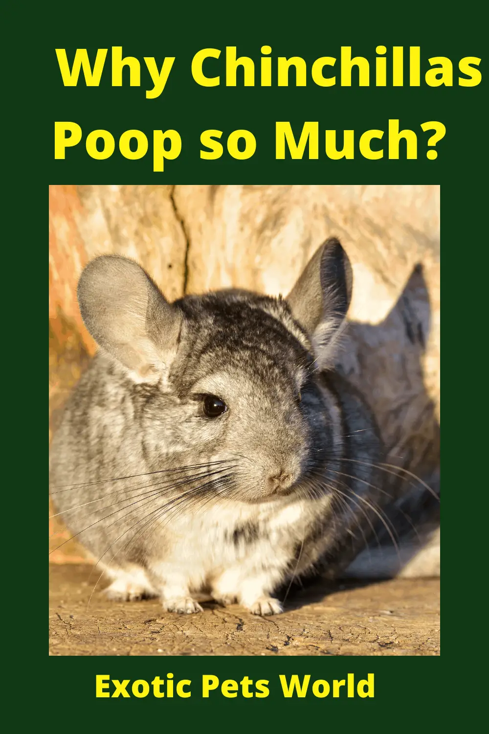 Why Chinchillas Poop so Much? – Exotic Pets World