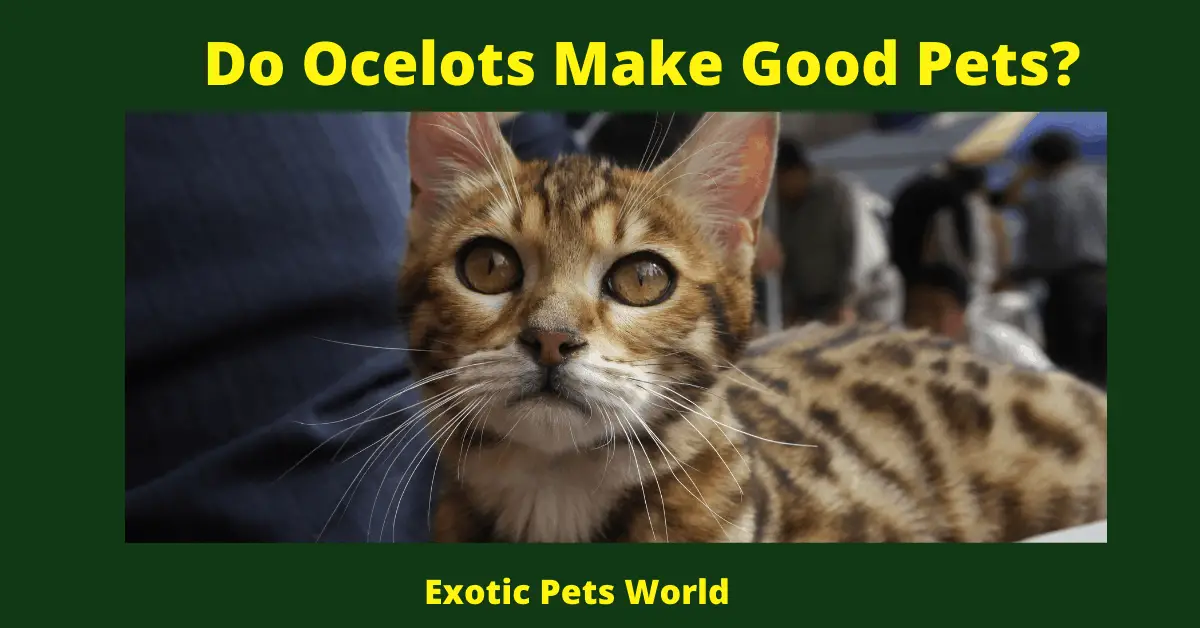 Do Ocelots Make Good Pets?
