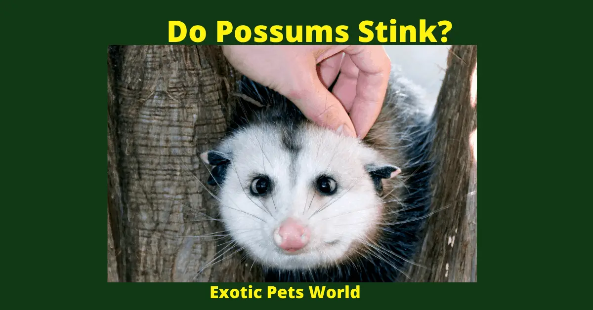 Do Possums Stink_