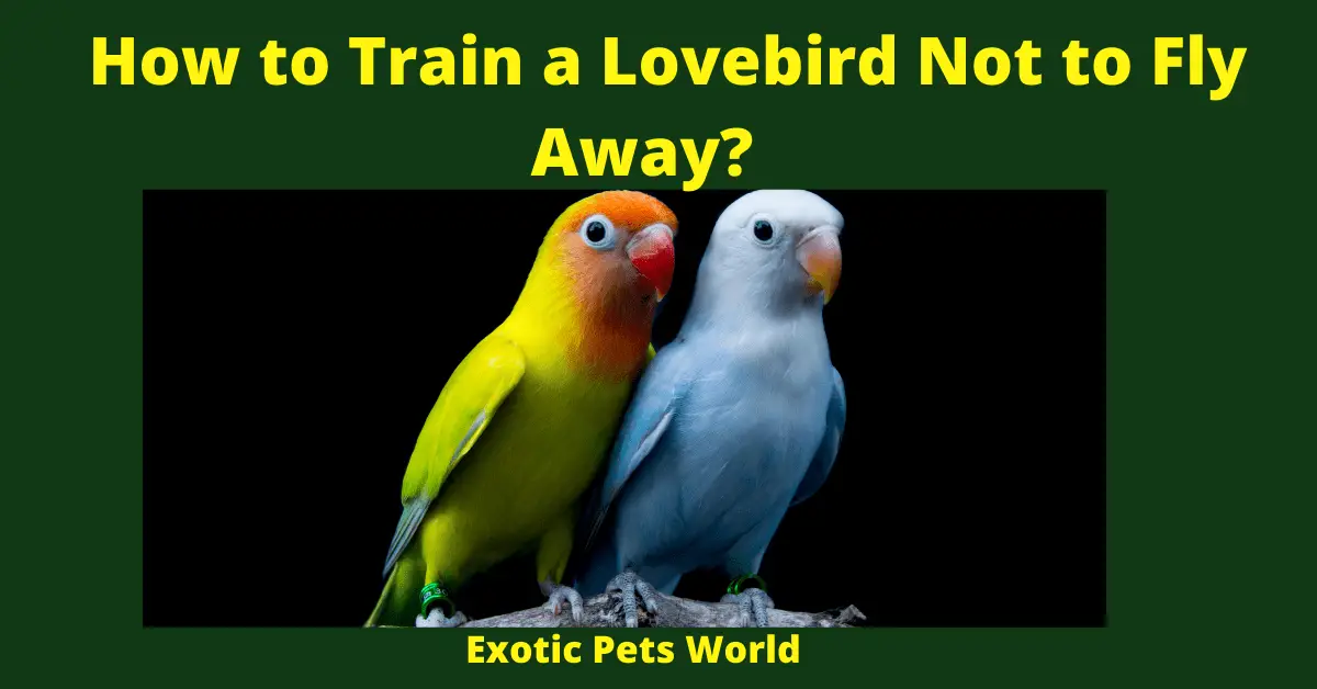 How to Train a Lovebird Not to Fly Away?