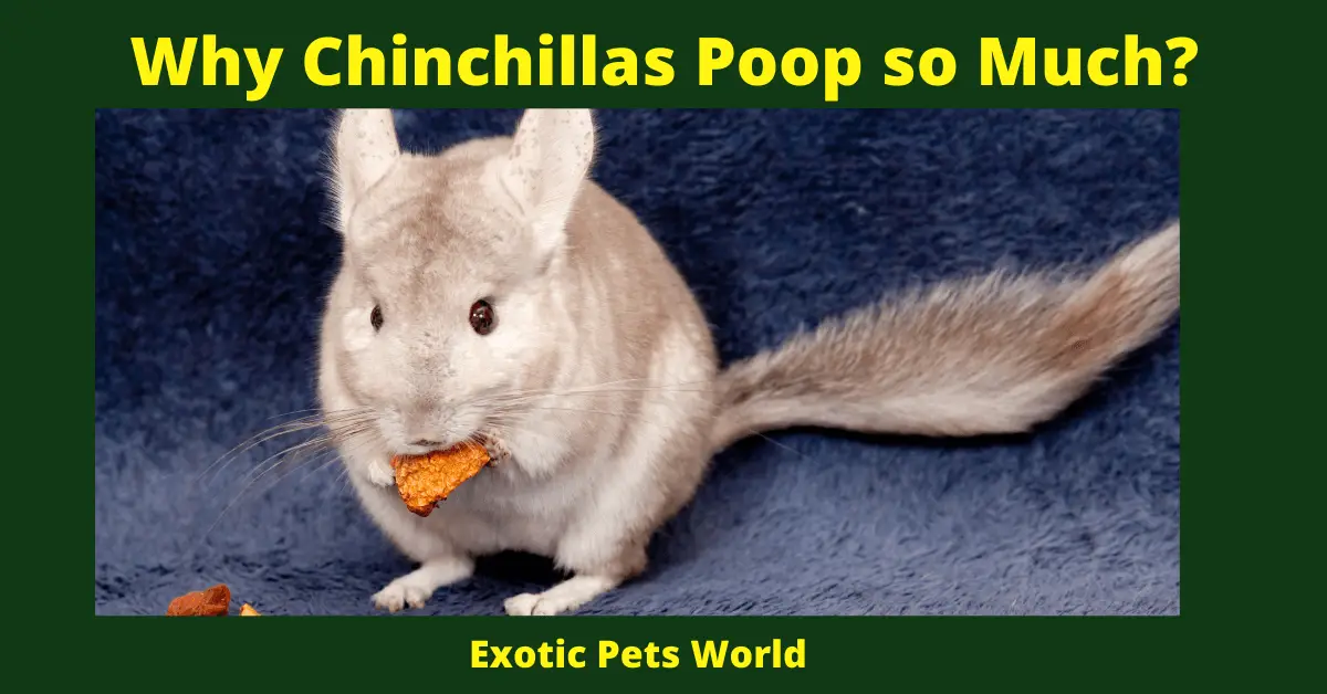 Why Chinchillas Poop so Much_