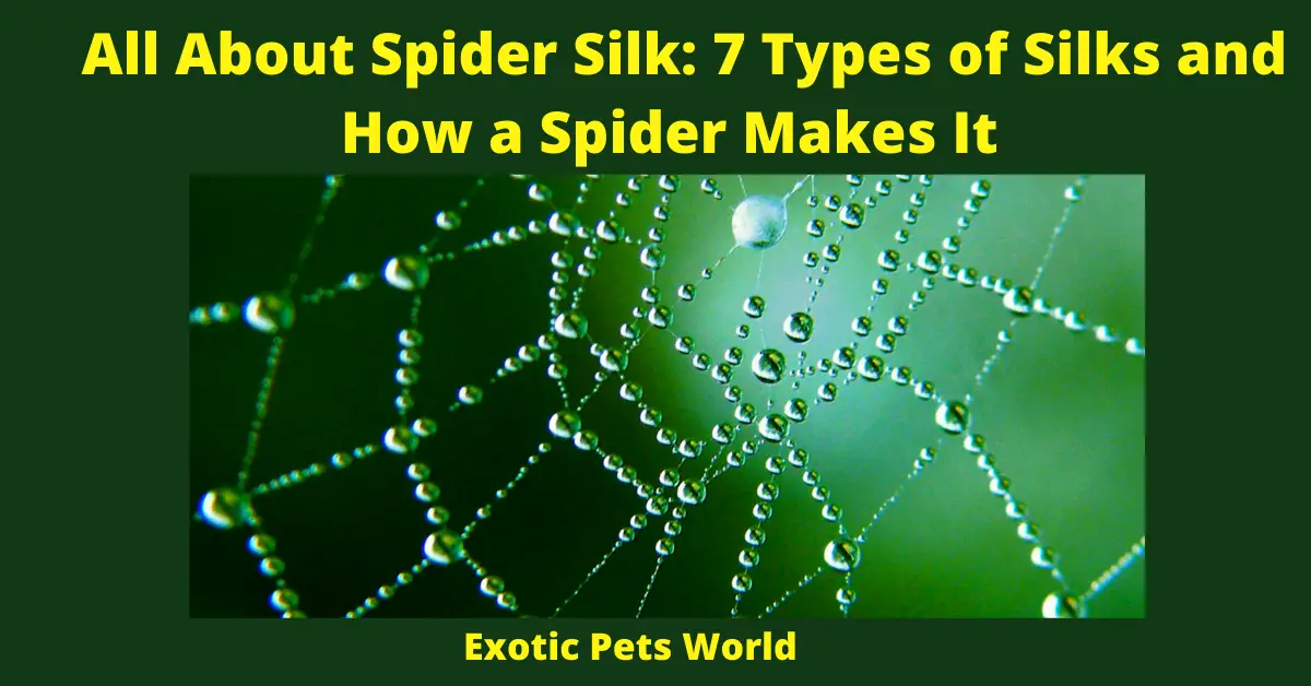 All About Spider Silk: 7 Types of Silks and How a Spider Makes It