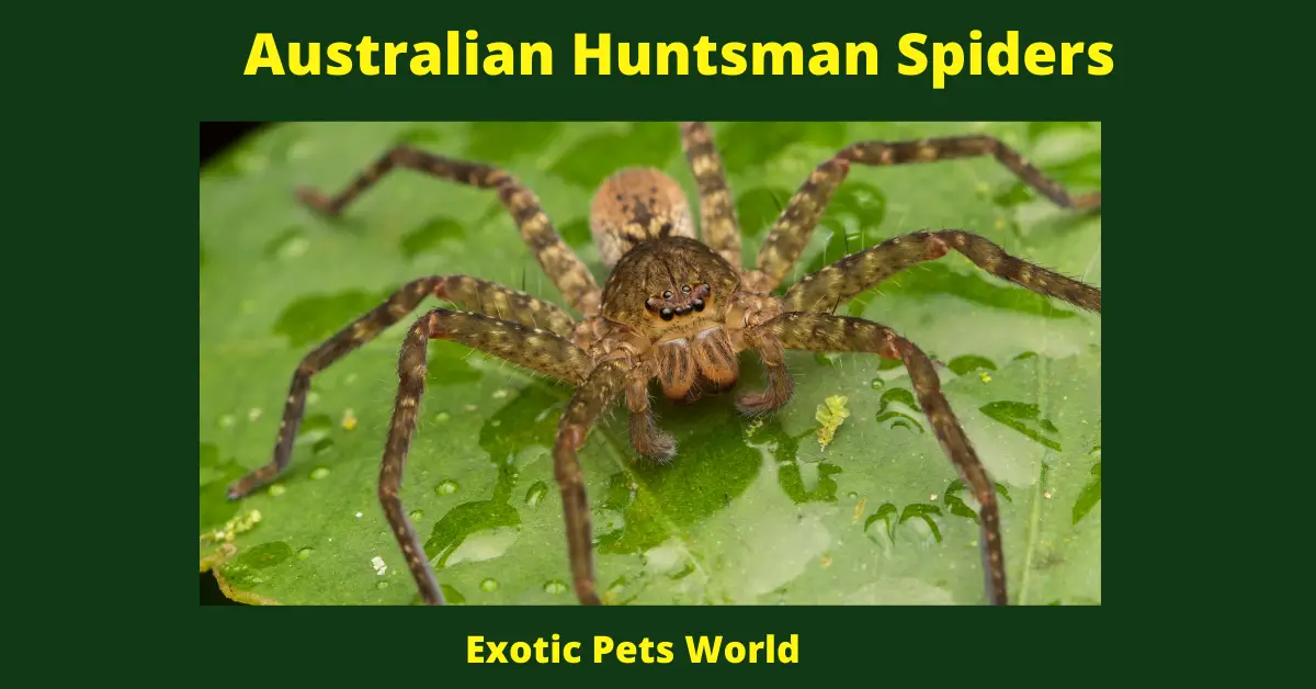 Australian Huntsman Spiders