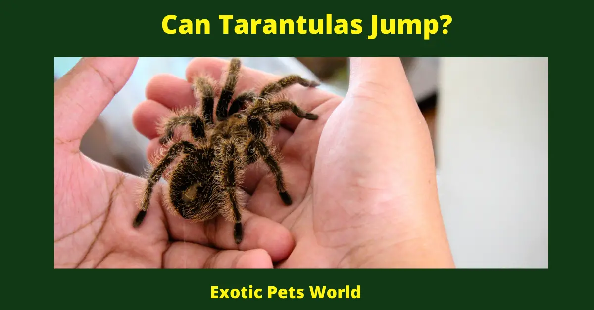 Can Tarantulas Jump?