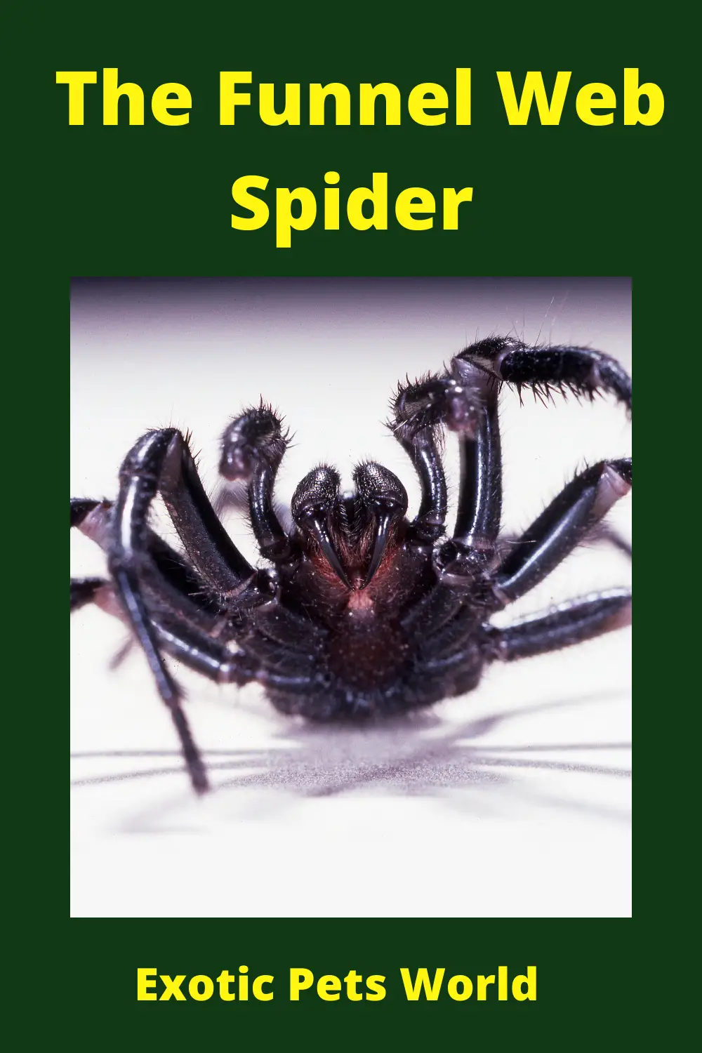 do funnel web spiders travel in pairs