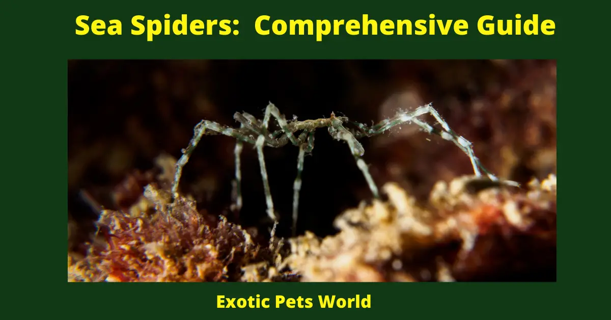 Sea Spiders: Comprehensive Guide