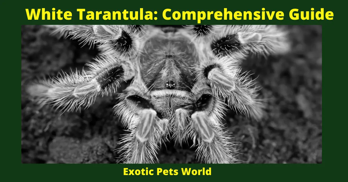 White Tarantula: Comprehensive Guide