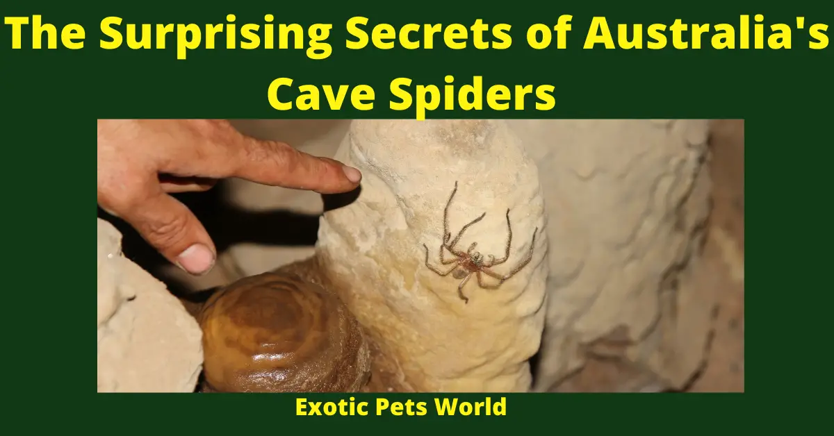 The Surprising Secrets of Australia's Cave Spiders