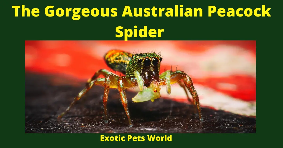 australian peacock spider