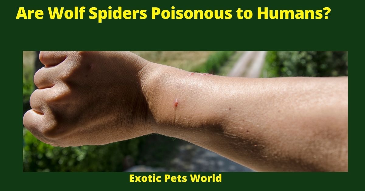 Are Wolf Spiders Poisonous to Humans?