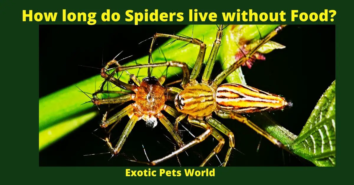 How long do Spiders live without Food?