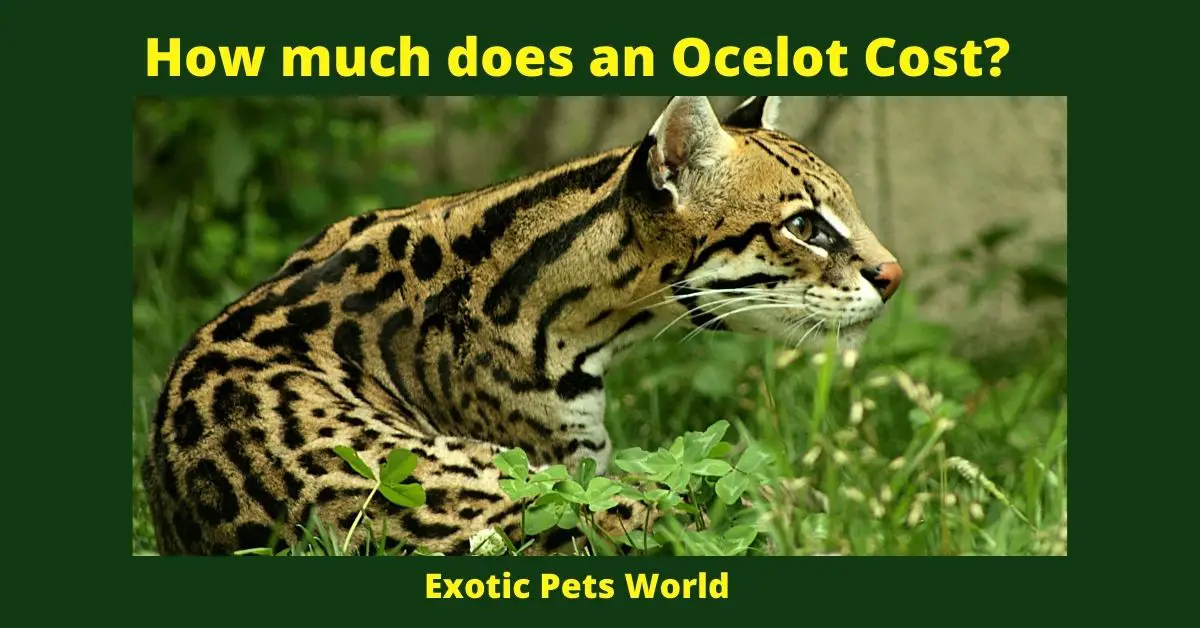 How much does an Ocelot Cost?