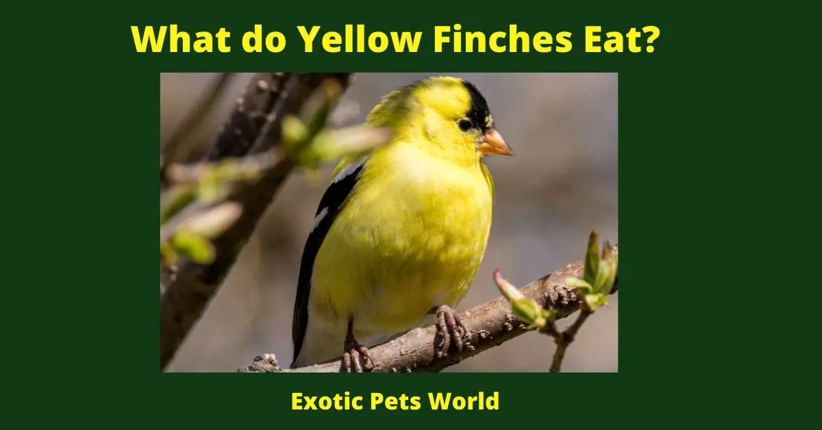 What do Yellow Finches Eat?