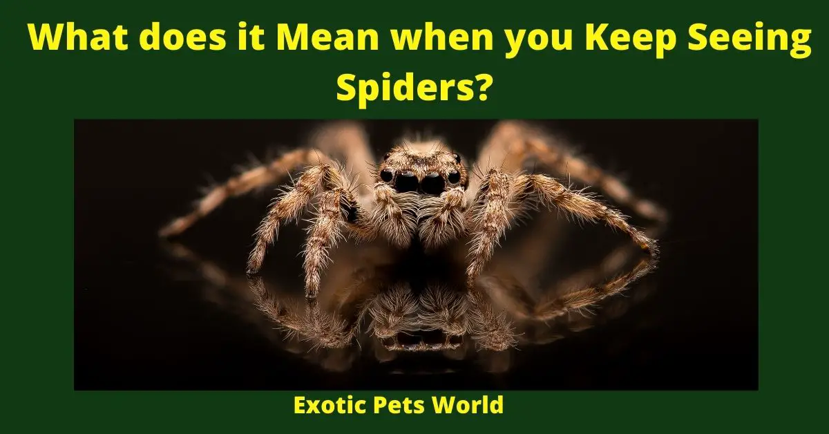 What does it Mean when you Keep Seeing Spiders?