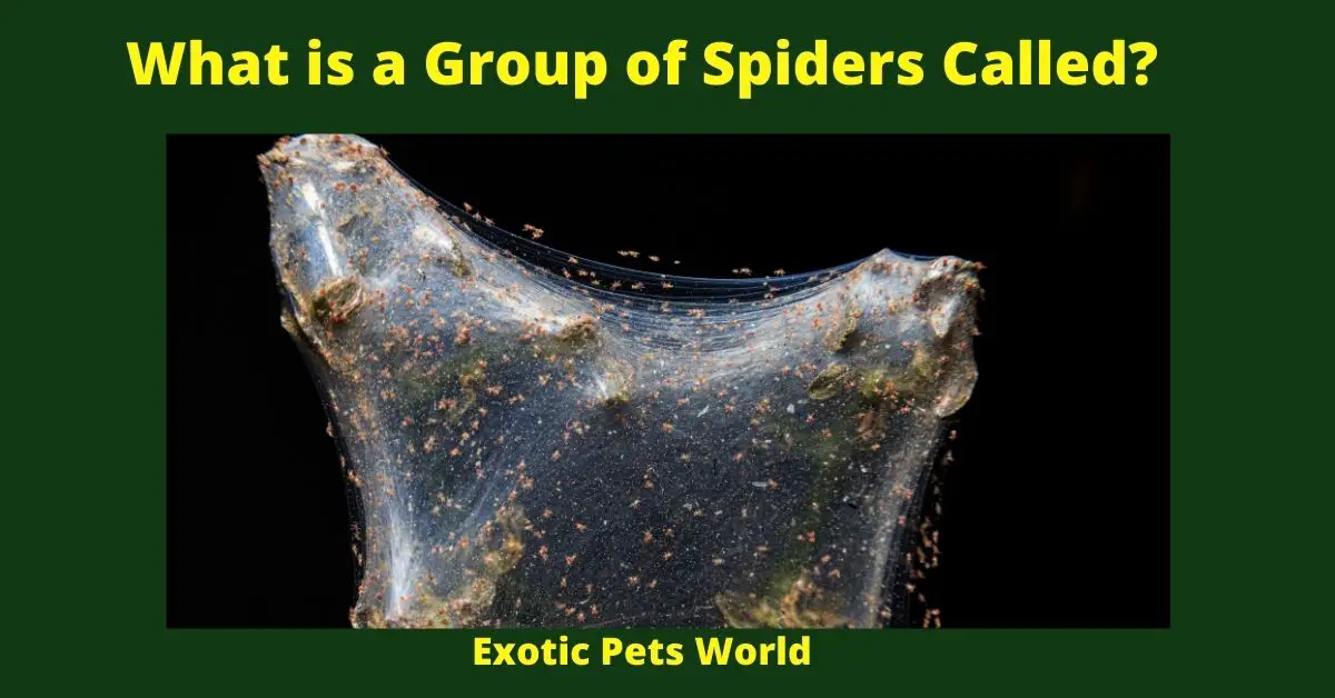 What is a Group of Spiders Called?