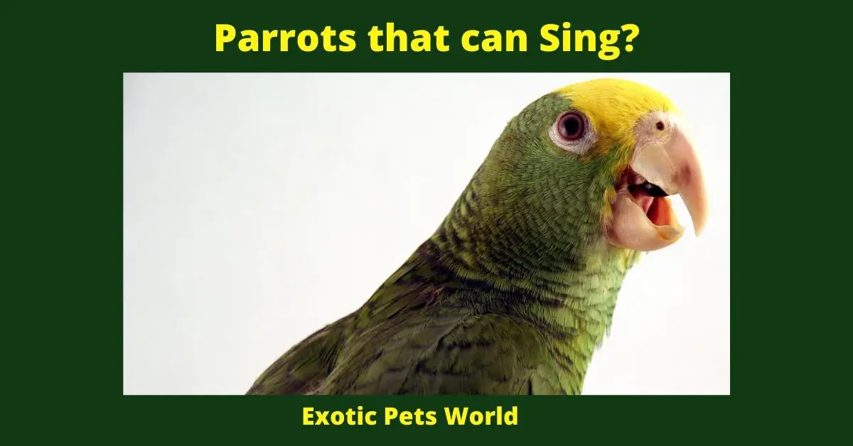 Parrots that can Sing?