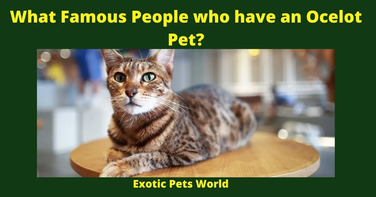 What Famous People who have an Ocelot Pet?