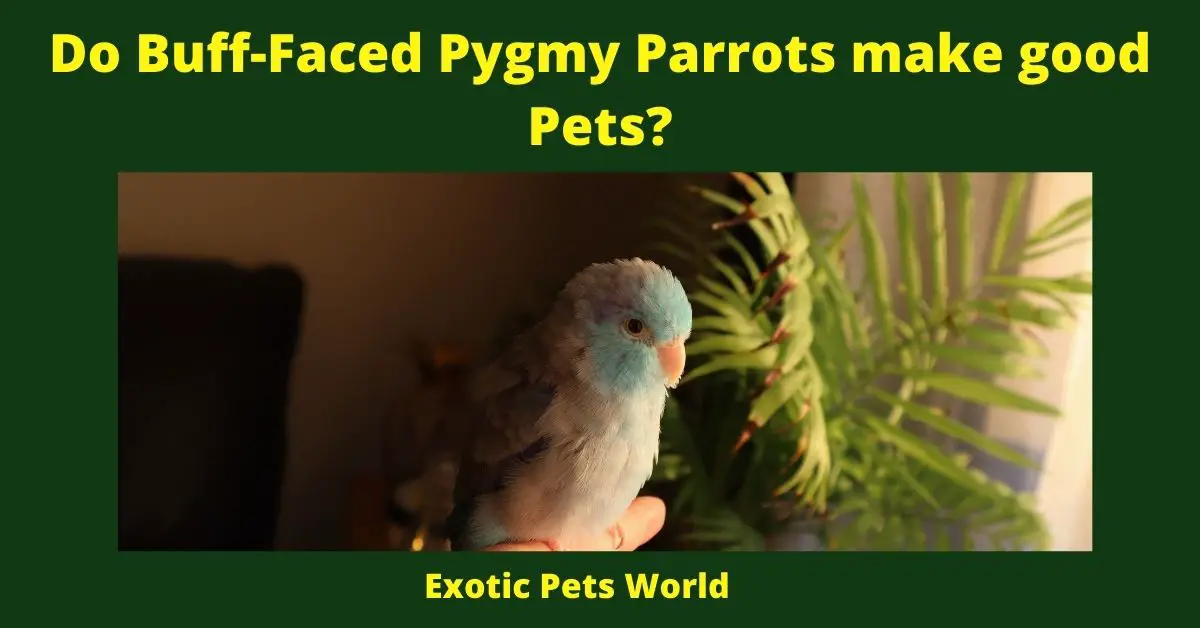 What is Buff-Faced Pygmy Parrot Lifespan?